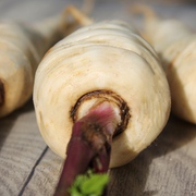 Pastinaken Pastinaken